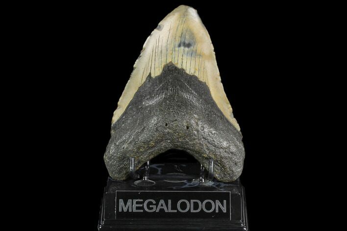 Fossil Megalodon Tooth - North Carolina #124960